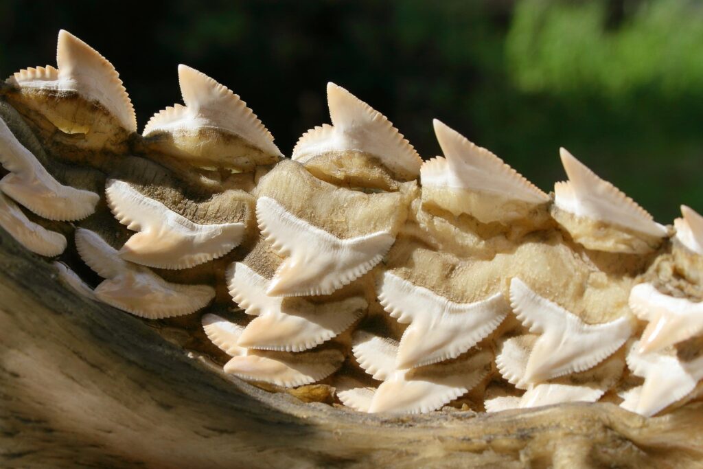 shark teeth, white, identification