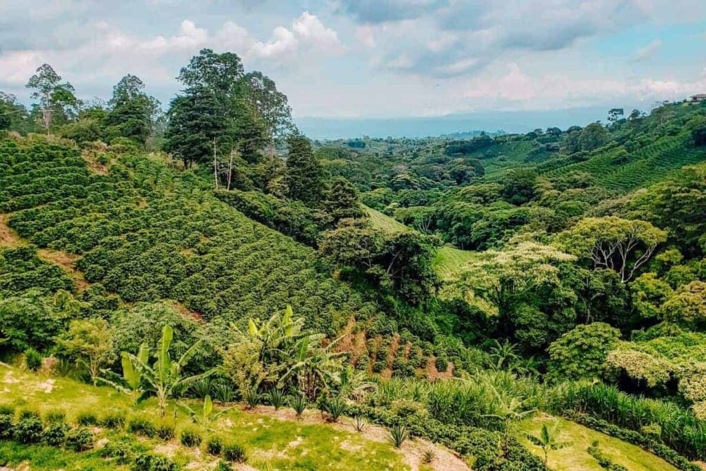 costa rica bean legacy pura vida