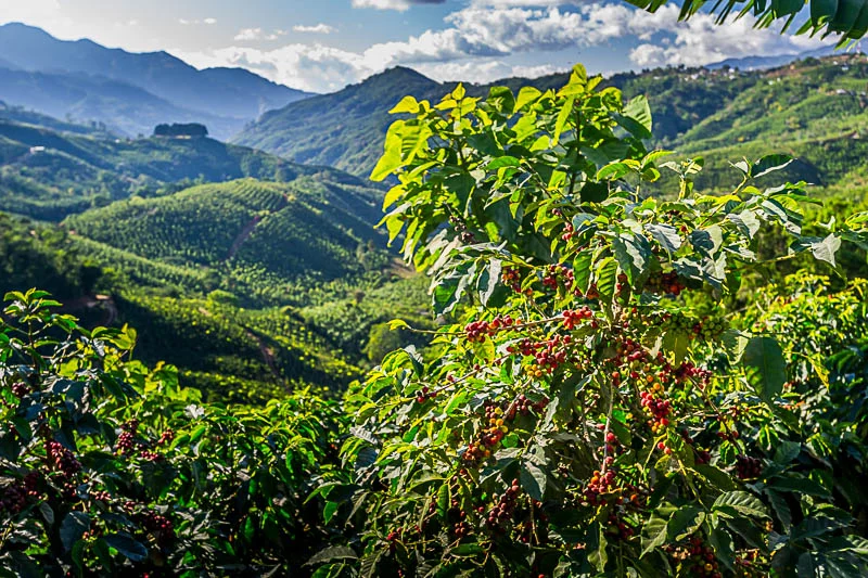 Be Coastal Magazine A Spectacular Bean That Shaped A Nation: Costa Rica, Coffee Beans And 6 Active Volcanos bean