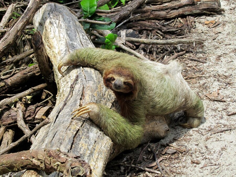 Be Coastal Magazine Costa Rica’s UNESCO Sites: Wild Adventures and Ancient Vibes unesco