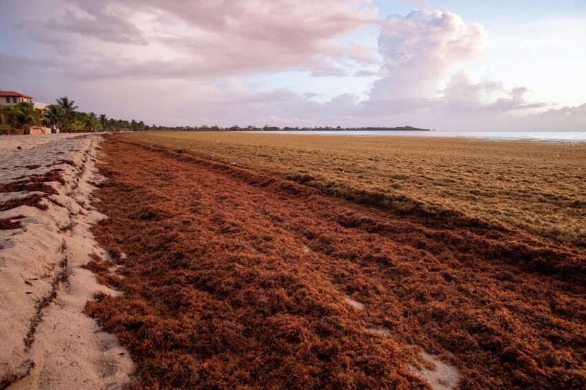 belize beach red seaweed