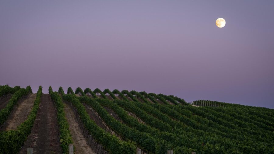 Be Coastal Magazine In the Vines with Chile’s Women Winemakers chile's women winemakers