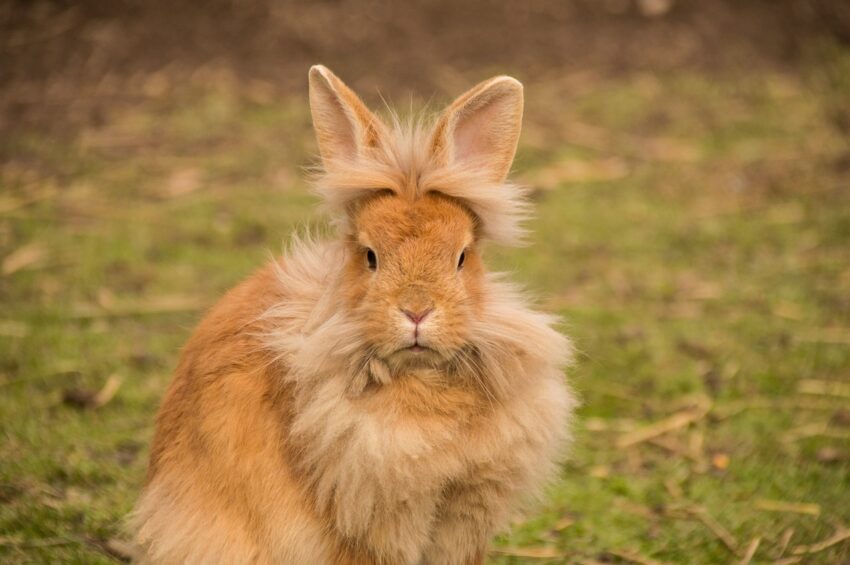 desert rabbit, tan and furry