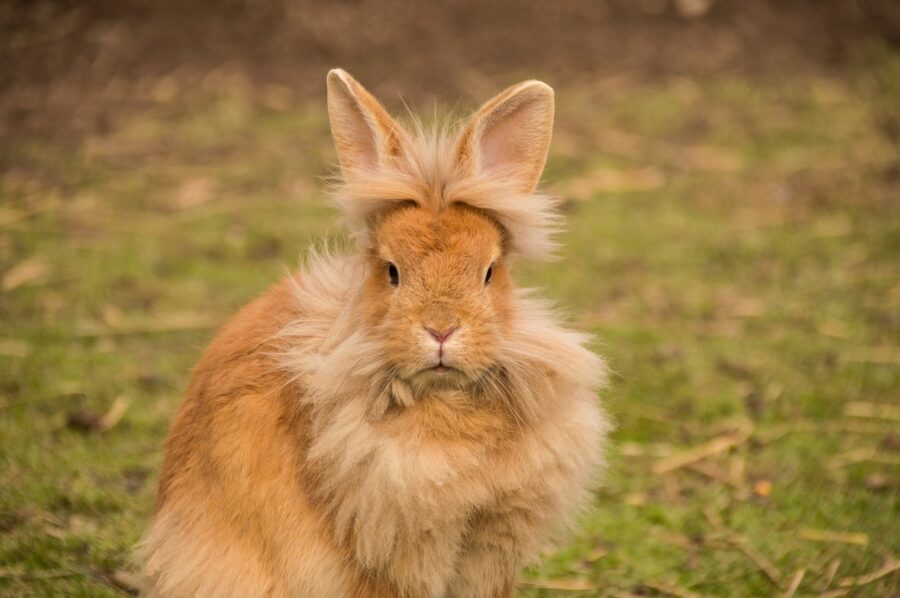 tan rabbit with tuffs of hair around its facing