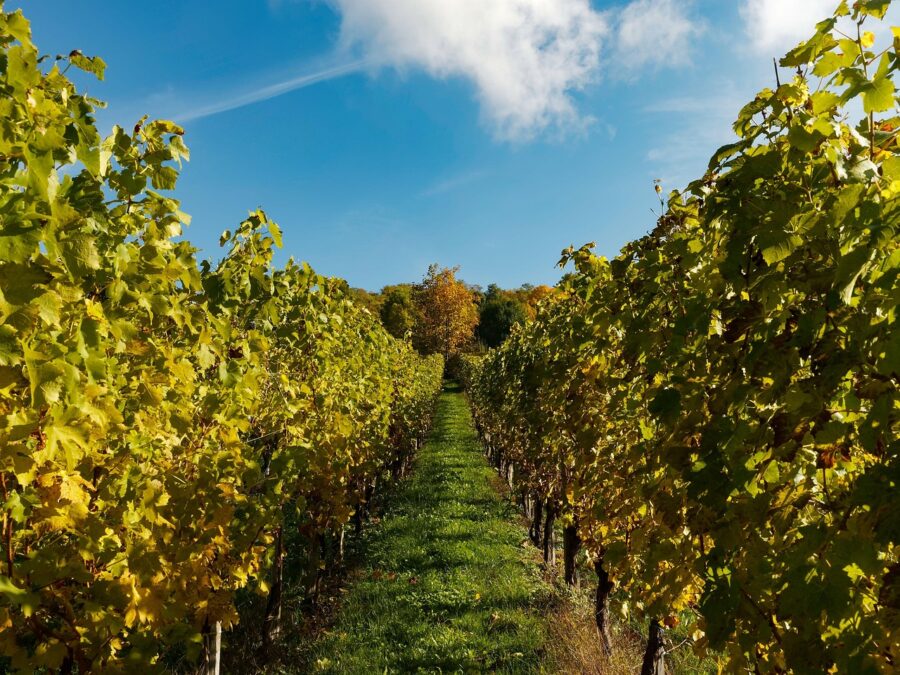 Be Coastal Magazine In the Vines with Chile’s Women Winemakers chile's women winemakers