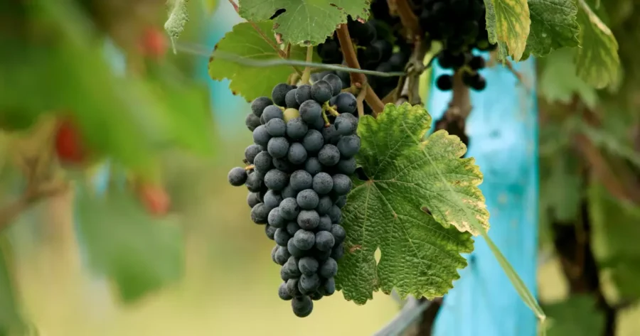 saperavi, grapes on the vine oldest grapes, invented wine