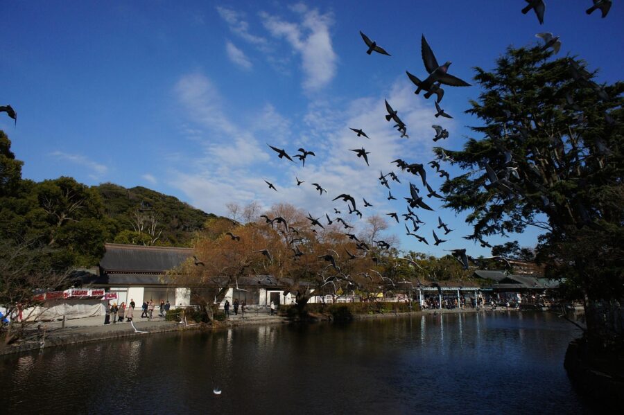 Tsuruoka shrine and bird sanctuary